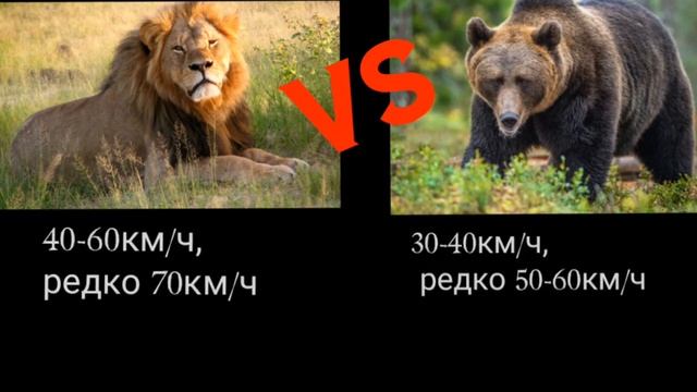 Кто сильнее лев или медведь и гризли? смотреть онлайн