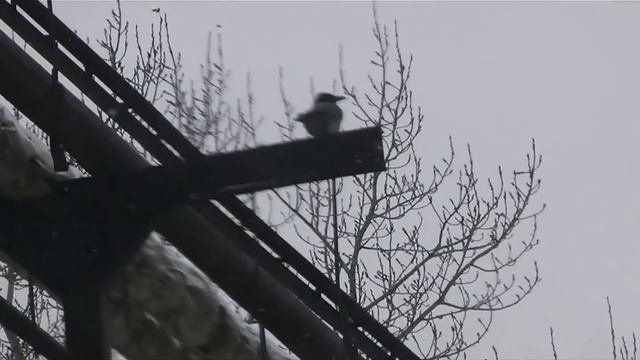 Охота с пневматикой на серую ворону и сороку. 18.02.18.