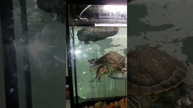 Черепаха ест лягушку смотреть онлайн