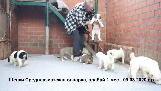 Щенки алабая среднеазиатская овчарка 1 месяц. www.r-risk.ru 76262205603 Татьяна Ягодкина