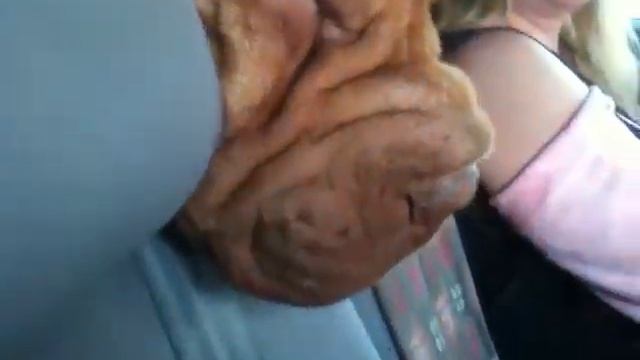 Три шарпея в одной машине смотреть онлайн