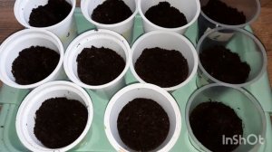 КАК ПОСАДИТЬ СЕМЕНА ТОМАТОВ ЧЕРРИ И ПЕРЦА В СТАКАНЧИКИ???