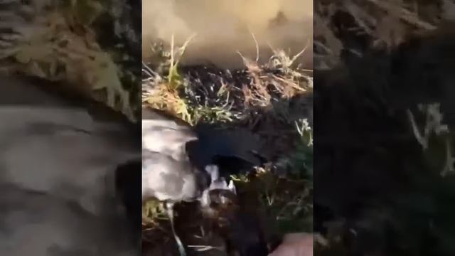 Лягушка чуть не съела утку смотреть онлайн