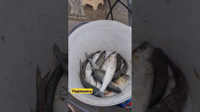 Рыбаки ловят кефаль в чёрном море с пирса Имеретинской набережной #сочи #кефаль смотреть онлайн