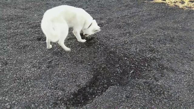 Белая Хаски роет ямы. White Husky Puppy. смотреть онлайн