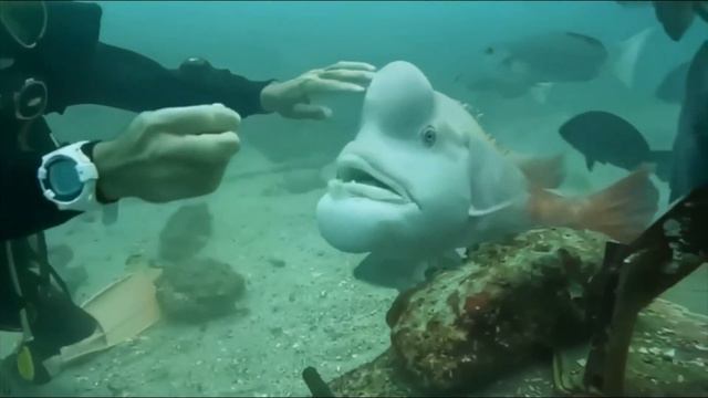 Обитатели морских глубин. Подборка. Marine Life.