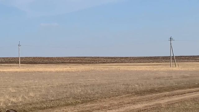 Левретки. Борзые! Это не той порода, факт! Жизнь в питомнике ? смотреть онлайн