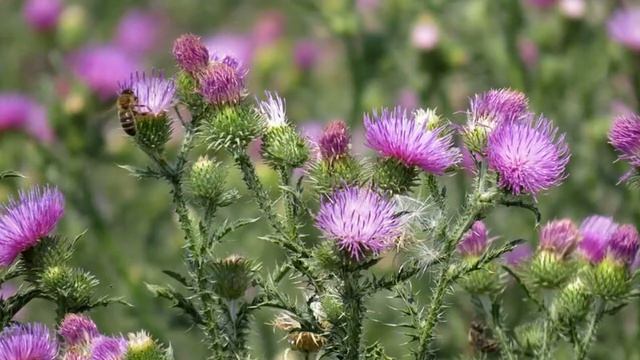 # татарник колючий # смотреть онлайн