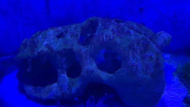 My Reef Sharks, why white tip are better смотреть онлайн
