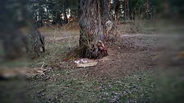 Белка в лесу (squirrel in the forest, Северодонецк, 2012) смотреть онлайн