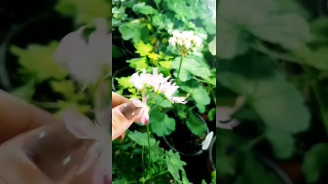 Доброе утро цветовода😃 #пеларгонии #продажа #черенки #почтой смотреть онлайн