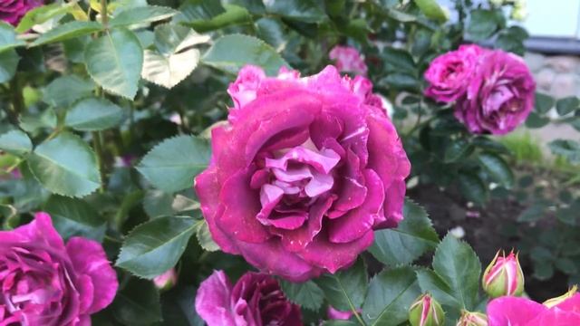 Let’s Celebrate флорибунда смотреть онлайн