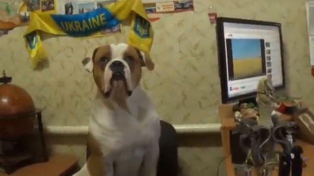 Американский бульдог "Канзас" - математик и патриот Украины смотреть онлайн