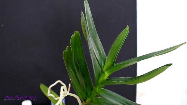 Vegetable oil Vs. Mineral oil against spider mites - Update on treated Orchids смотреть онлайн
