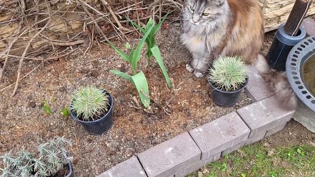 Мои ВЕСЕННИЕ работы: Показываю как всё перезимовало - Делаю ТАБЛИЧКИ для рассады - Обновляю ДВЕРЬ смотреть онлайн