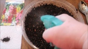 НЮАНСЫ ПОСЕВА ЛЬВИНОГО ЗЕВА НА РАССАДУ