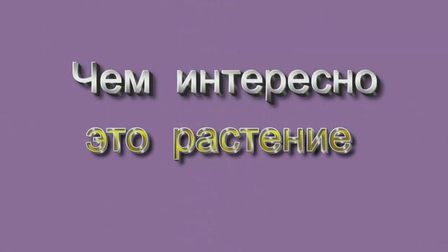 Любимое медоносное растение пчел смотреть онлайн