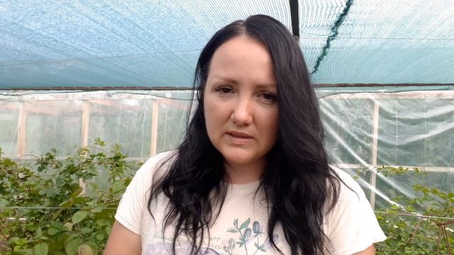 Сколько поливать малину и ежевику смотреть онлайн