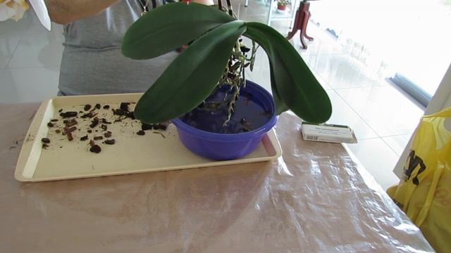 плесень в горшке с орхидеей-лечим. смотреть онлайн