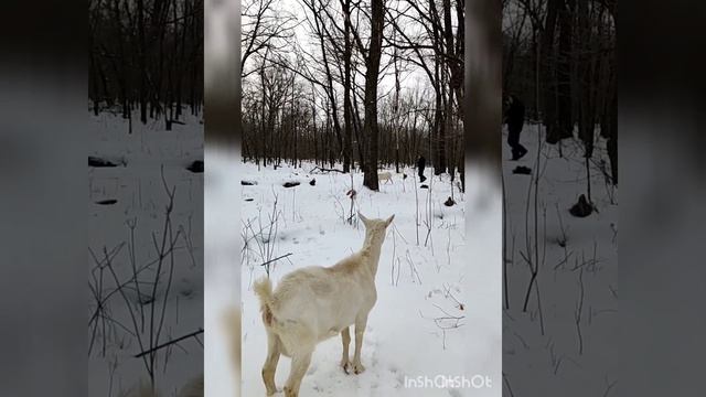 Наши козы на зимней прогулке. смотреть онлайн