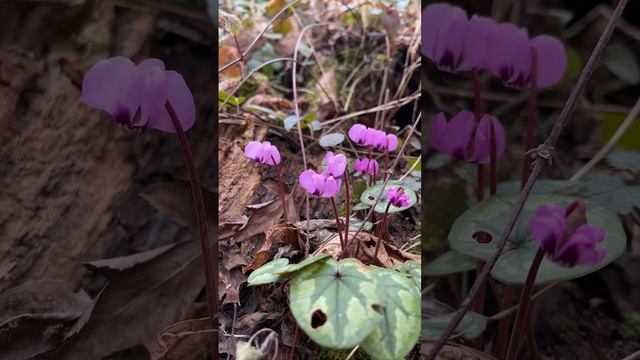 ЦИКЛАМЕНЫ В ЛЕСУ #сочи #жизнь #весна #цикламены #лес смотреть онлайн