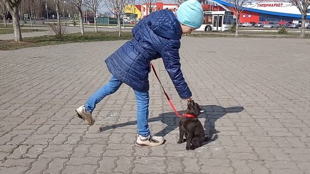 Шипперке. Дрессировка. первая прогулка. смотреть онлайн