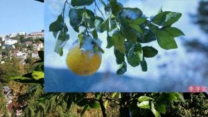 Помело. Вопросы о зимовке.