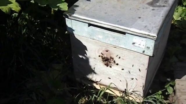 какой улей лучше для начинающего пчеловода ( видео ) смотреть онлайн