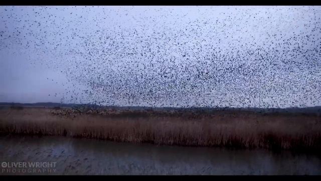ПОЛЁТ СКВОРЦОВ смотреть онлайн