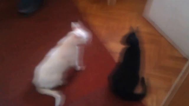 Кошачий бой добро против зла - Black vs White Mortal Combat Cats смотреть онлайн