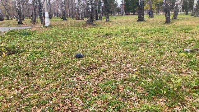 Встретила нашу потеряшку белку - подружку. смотреть онлайн