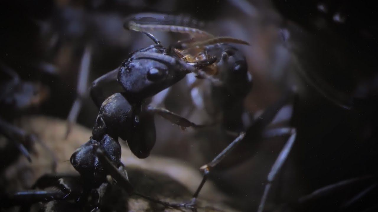 Удивительная колония МУРАВЬЕВ, которая захватывает себе РАБОВ! смотреть онлайн