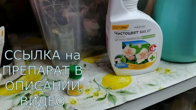 Первый этап подготовки ГОРТЕНЗИЙ к зиме