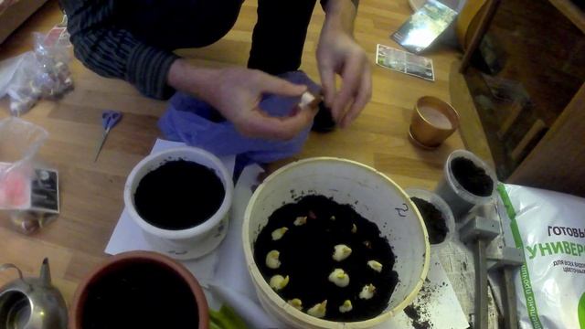 Выгонка тюльпанов. Мастер-класс! смотреть онлайн