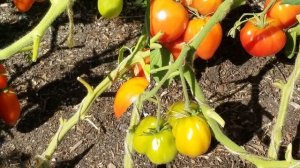 Ошибки при выращивании томата Бычье Сердце. Как правильно формировать стебель для большего УРОЖАЯ!!