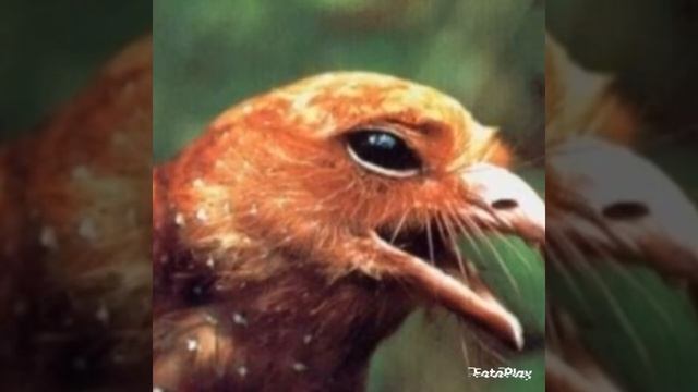 Гуахаро( жирная птица). Птицы Южной Америки. смотреть онлайн