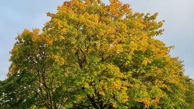 Покаянная молитва ко Господу нашему Иисусу Христу смотреть онлайн