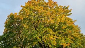 Покаянная молитва ко Господу нашему Иисусу Христу