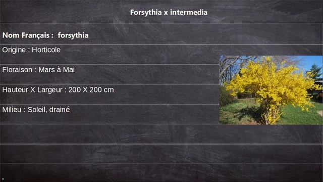 Forsythia x intermedia [Fiche Technique] смотреть онлайн