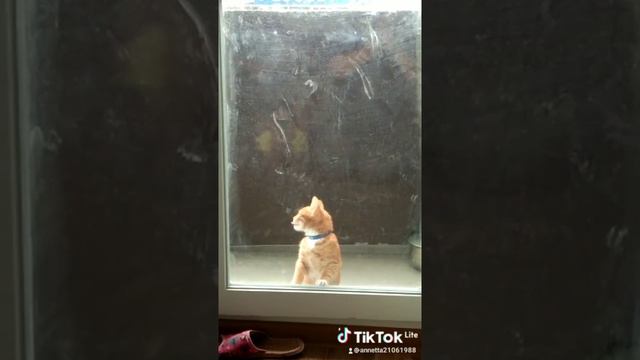 пропал кот, кличка кекс 🍰 помогите пожалуйста найти,пенза смотреть онлайн