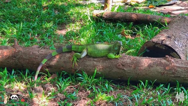 Suara Hewan Ternak Kecil yang Lucu: Panda Merah, Domba, Tupai, Serigala - Suara binatang смотреть онлайн