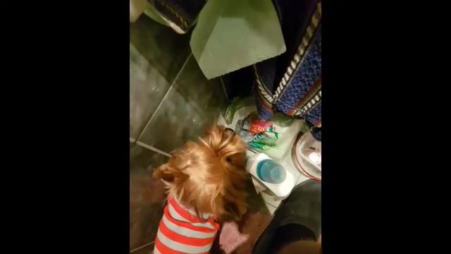 Бони-хулиганка