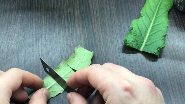 КАК РАЗМНОЖИТЬ СТРЕПТОКАРПУС ФРАГМЕНТОМ ЛИСТА? Мастер-класс все подробно и без лишних слов! смотреть онлайн