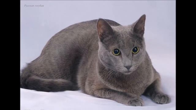 Russian Blue History,Personality,Health,Care