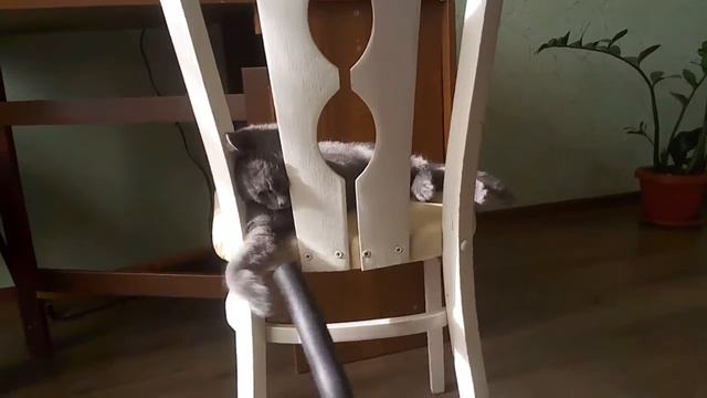 Барс играет на стуле смотреть онлайн