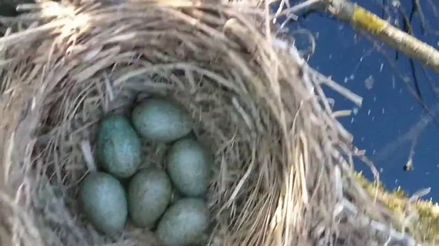 Яйца дрозда смотреть онлайн