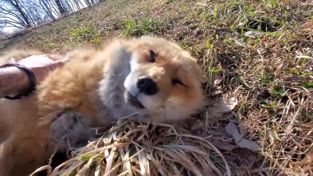 Лисички смотреть онлайн