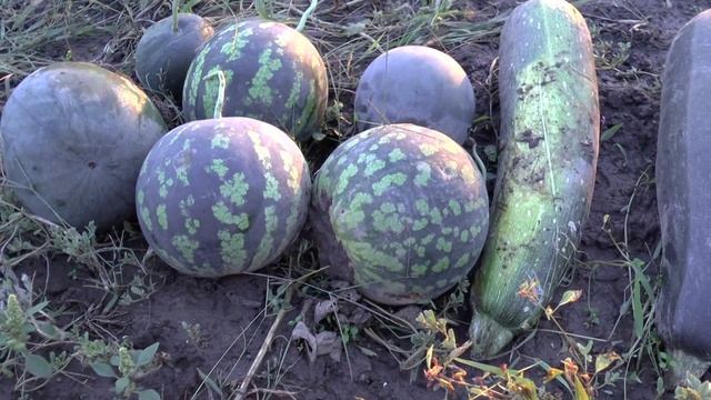 Небольшой урожай арбузов и кабачков с моей дачи! смотреть онлайн
