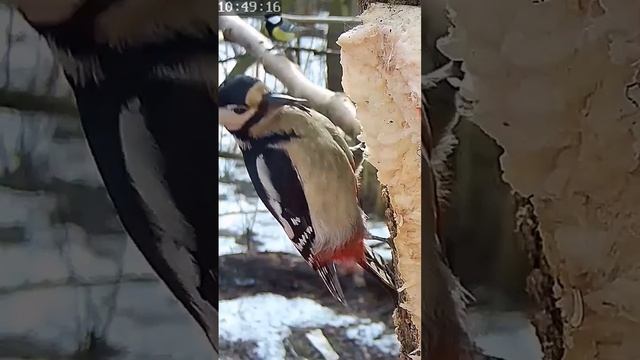 Большой пёстрый дятел (самка)#shorts смотреть онлайн