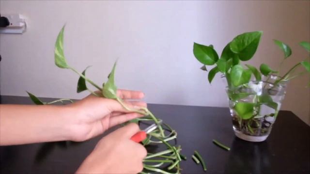 How To Propagate Pothos From Cuttings смотреть онлайн